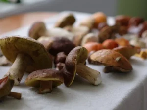 Wild Mushroom Foraging